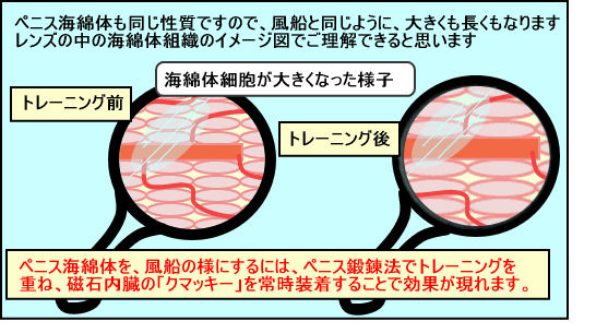 ペニス海綿体拡大図